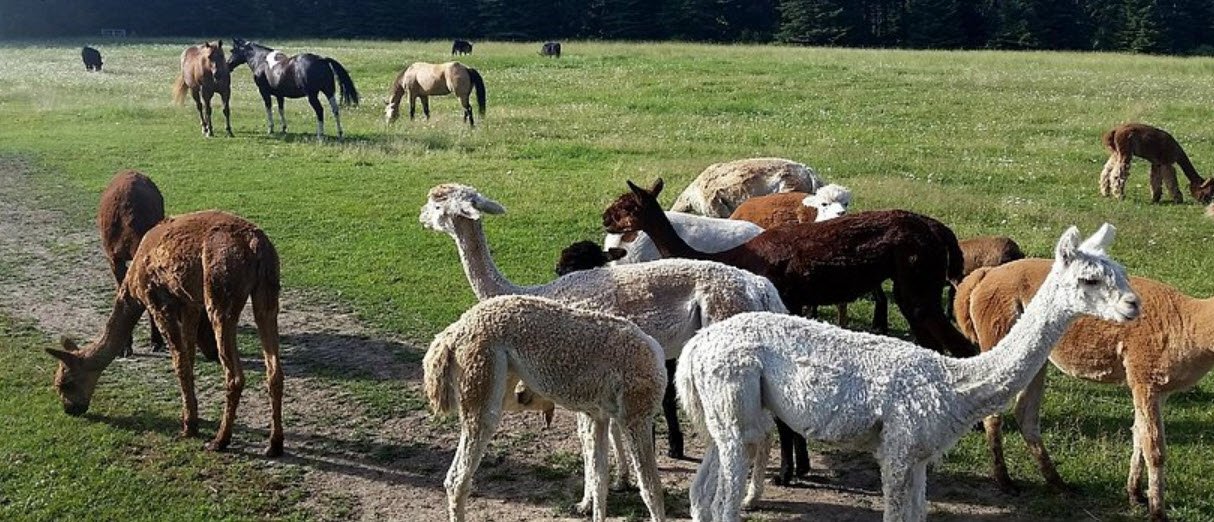 Seven Stars Alpaca Ranch